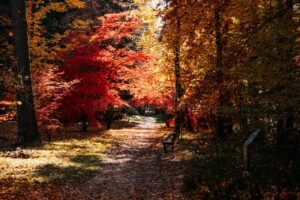 caminho tranquilo em floresta durante outono