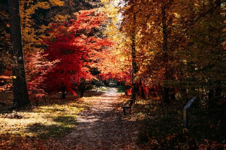 caminho tranquilo em floresta durante outono