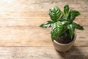 mudas de cafe em vasos com folhas verdes